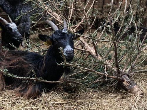 Recyclage : Les chèvres de la chèvrerie du Courtil raffolent des...